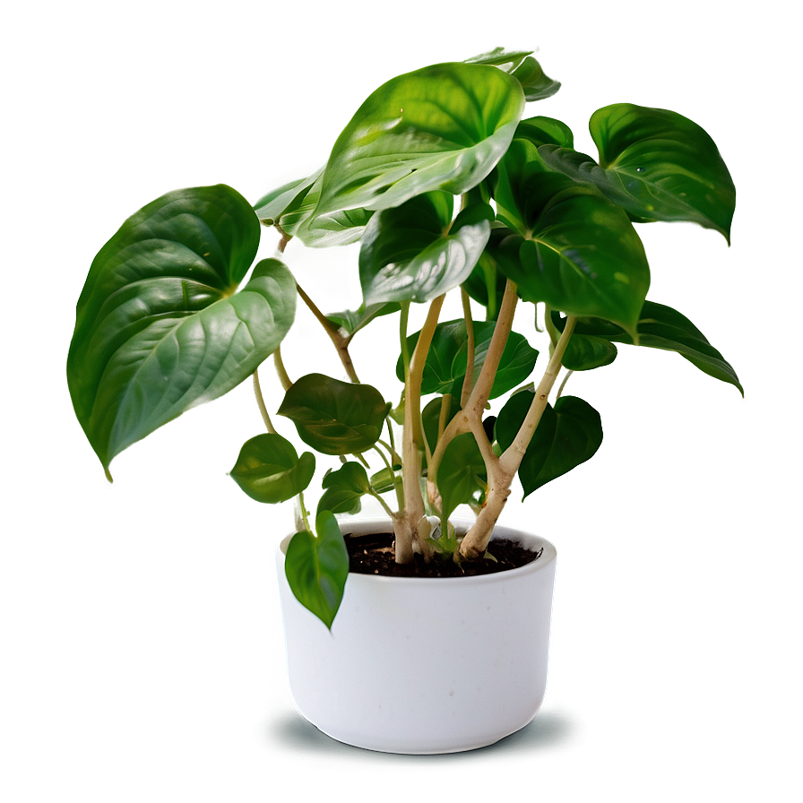 How To Repot Pothos Plants Png 06272024