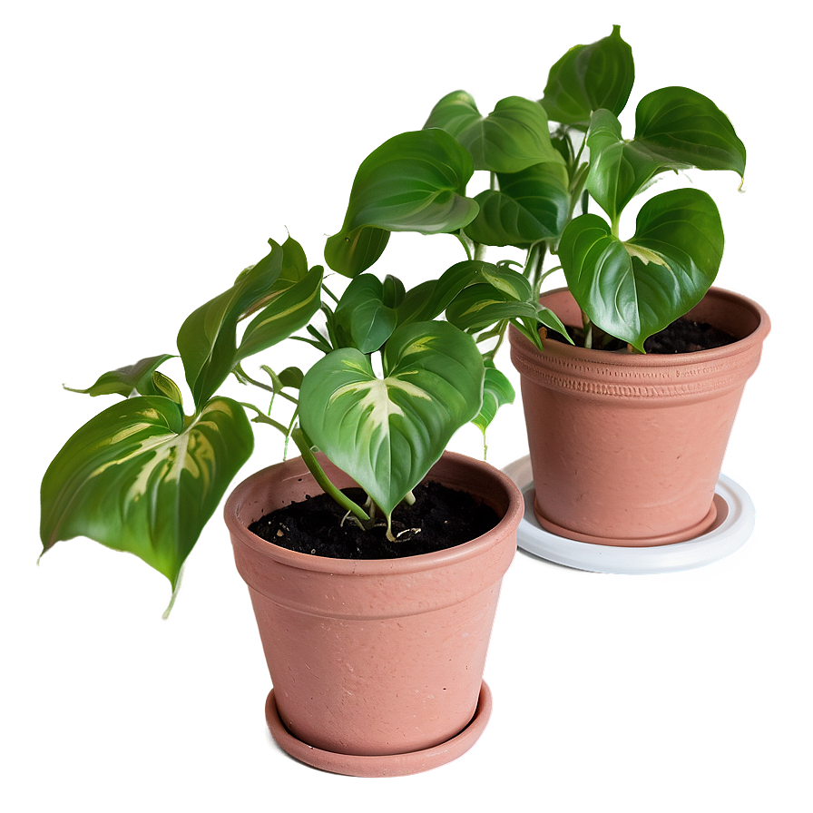 How To Repot Pothos Plants Png 06272024