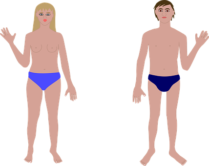 Human Anatomy Basic Maleand Female Figures