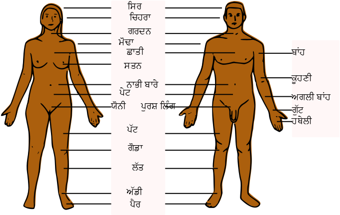 Human Anatomy Comparison Punjabi English Labels