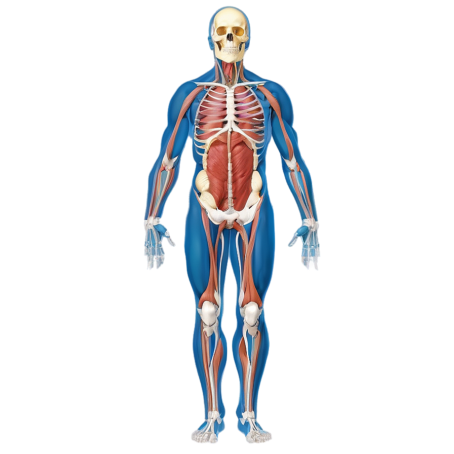 Human Anatomy Diagram Png Emm69