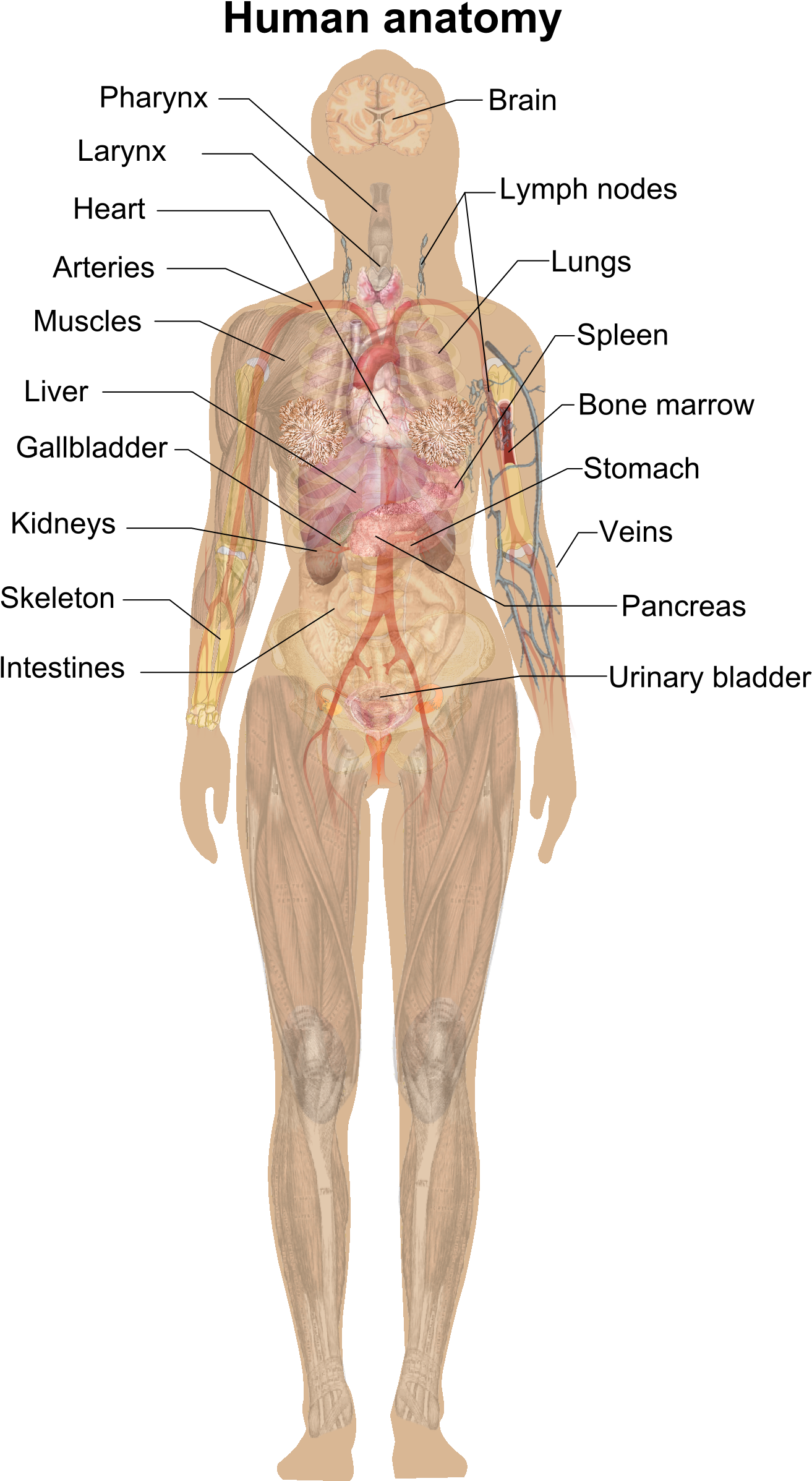 Human_ Anatomy_ Illustration