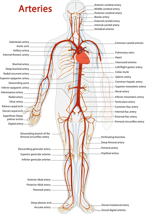 Human_ Arterial_ System_ Illustration