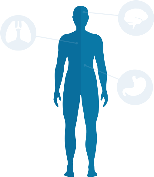 Human Body Organs Highlighted