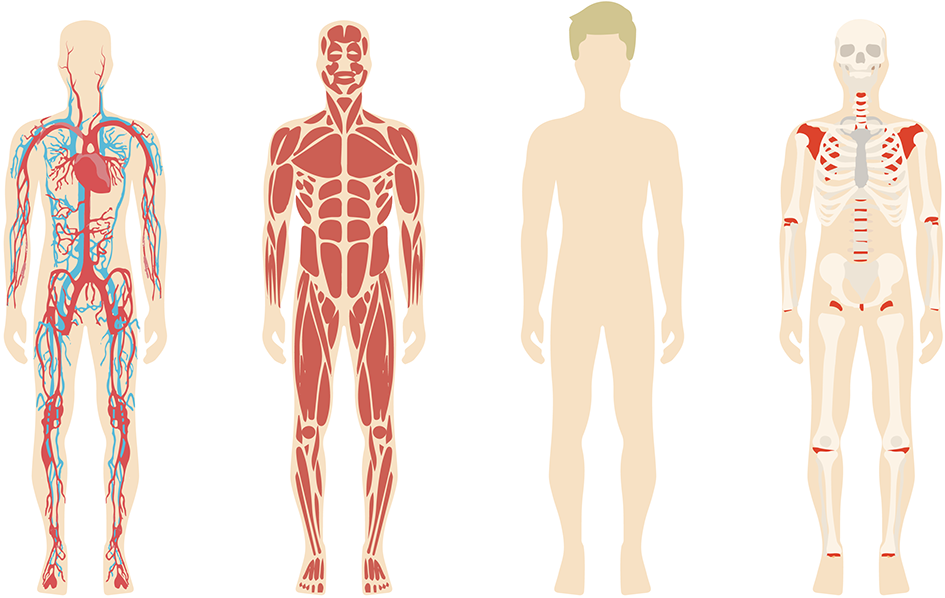 Human_ Body_ Systems_ Comparison