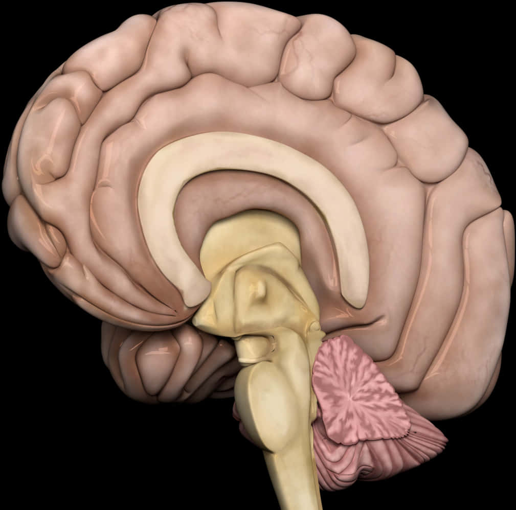 Human Brain Anatomy Illustration