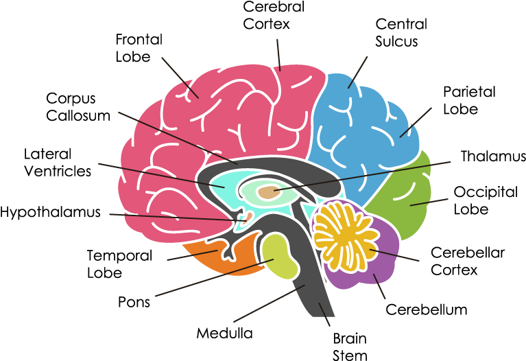 Human Brain Anatomy Illustration