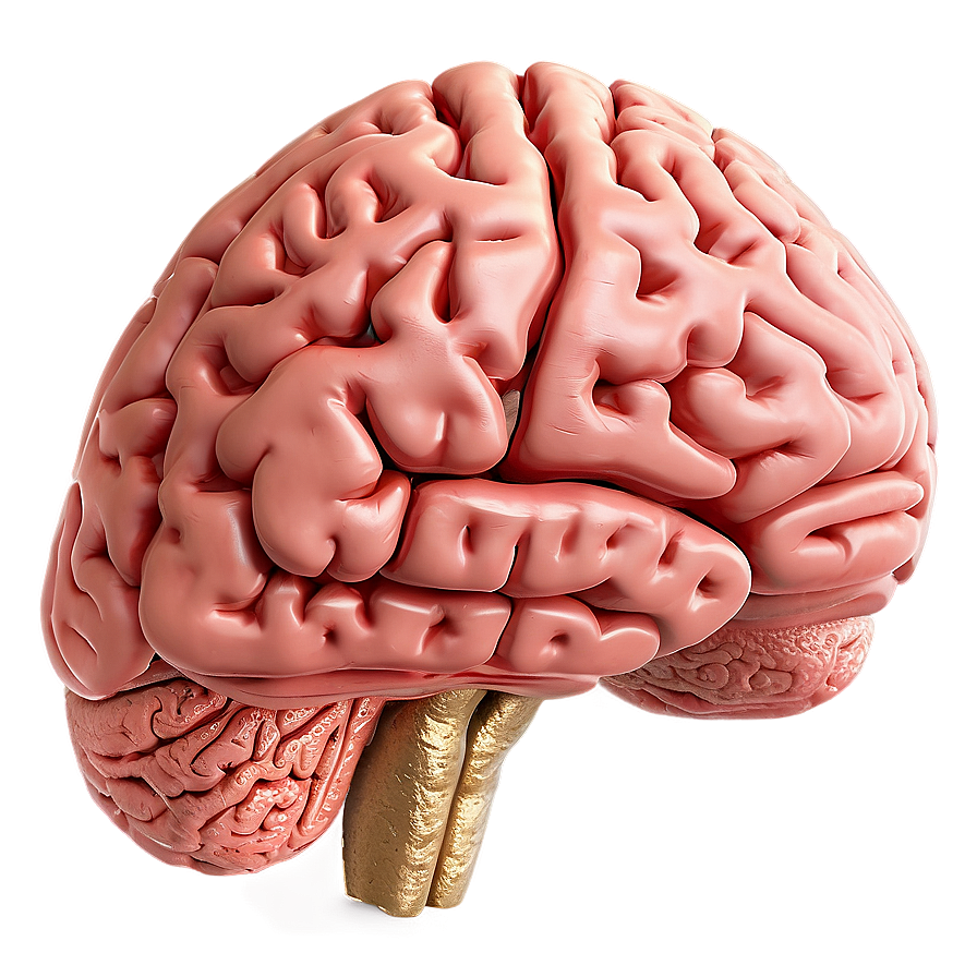 Human Brain And Exercise Png 83