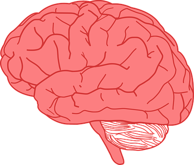 Human Brain Illustration