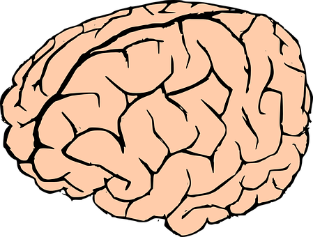 Human Brain Illustration