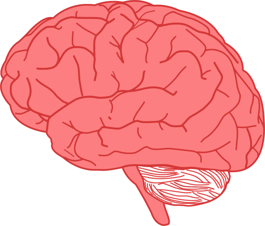 Human Brain Illustration