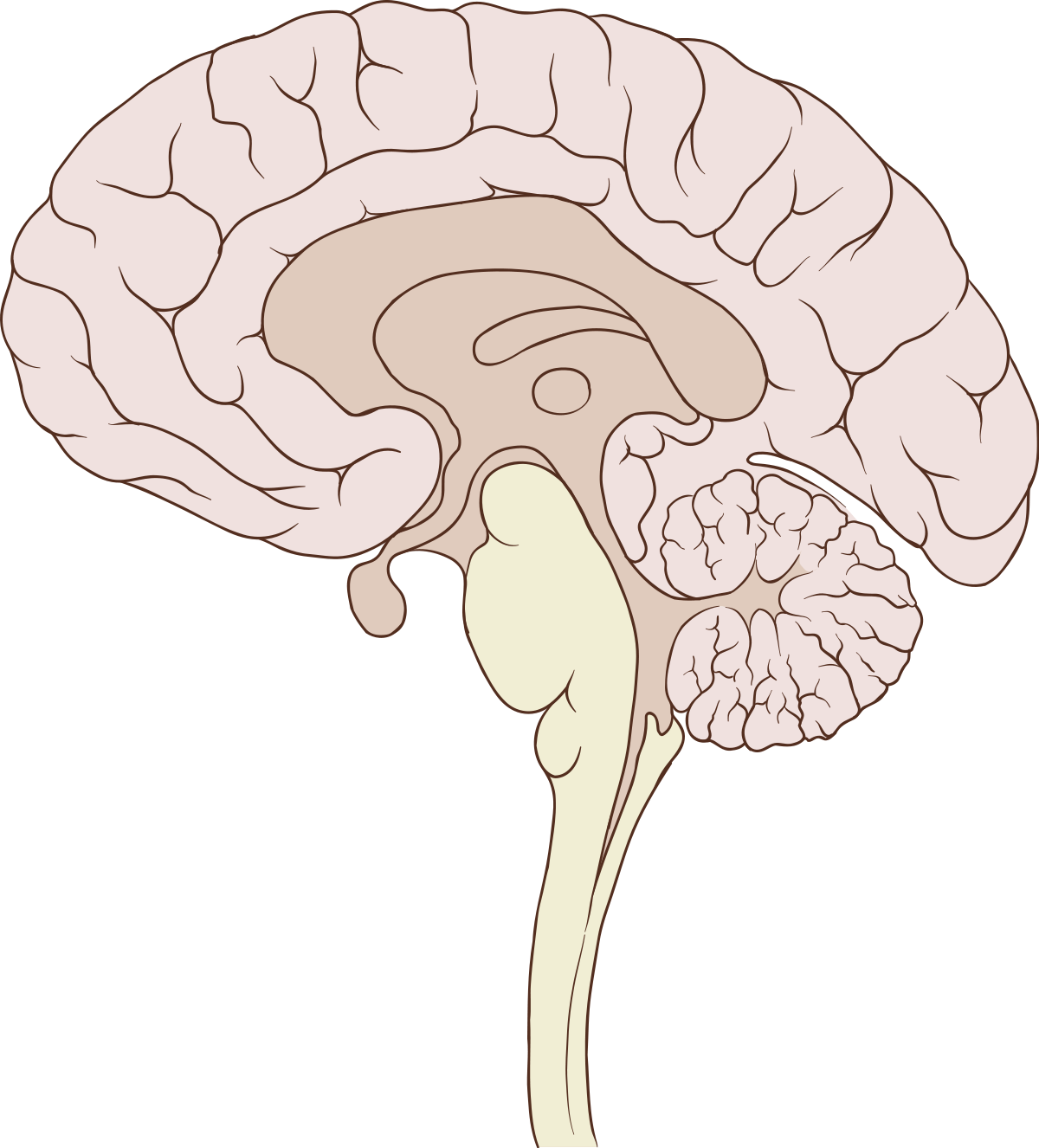 Human Brain Illustration