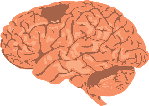 Human Brain Illustration