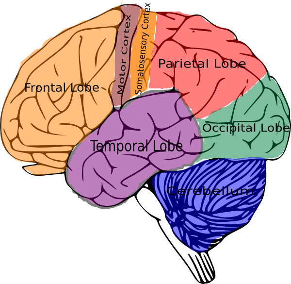 Human Brain Lobes Clipart