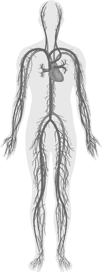 Human Circulatory System Illustration