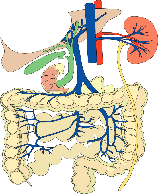 Human Digestiveand Renal System Illustration