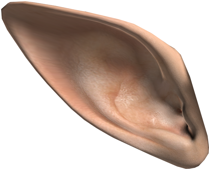 Human Ear Close Up3 D Render