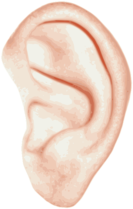 Human Ear Illustration.png