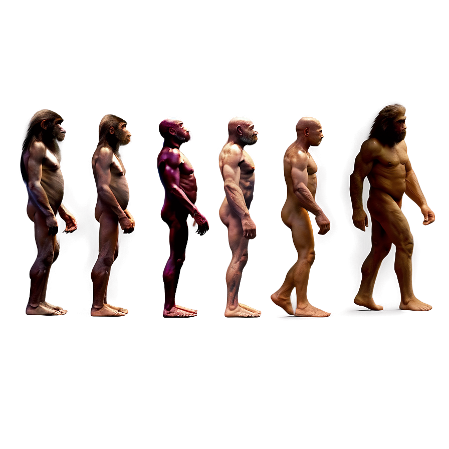 Human Evolution Chart Png 05242024