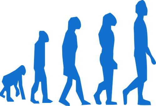 Human_ Evolution_ Sequence