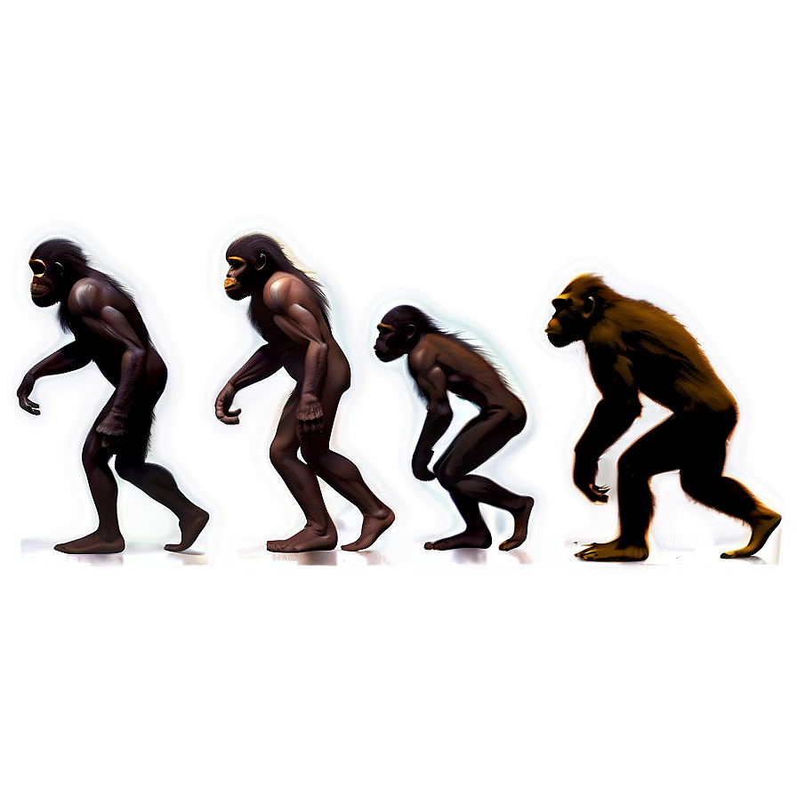 Human Evolution Timeline Png 06242024