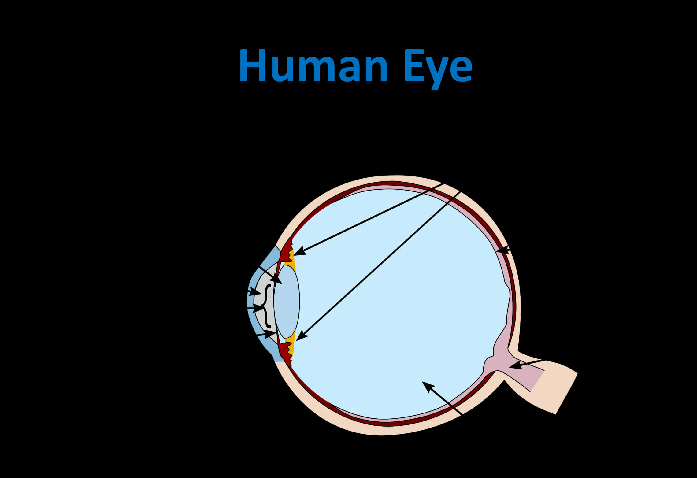 Human Eye Anatomy Diagram