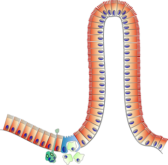 Human_ Gastrointestinal_ Tract_ Illustration