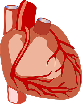 Human Heart Anatomy Illustration