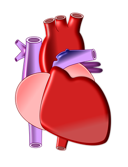 Human Heart Anatomy Illustration