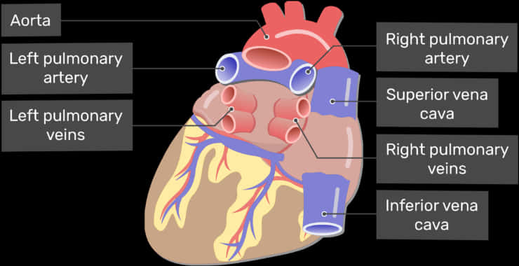 Human Heart Anatomy Illustration