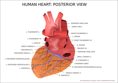 Human Heart Anatomy Illustration