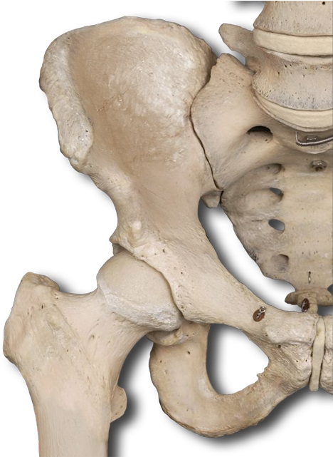 Human Hip Bone Structure