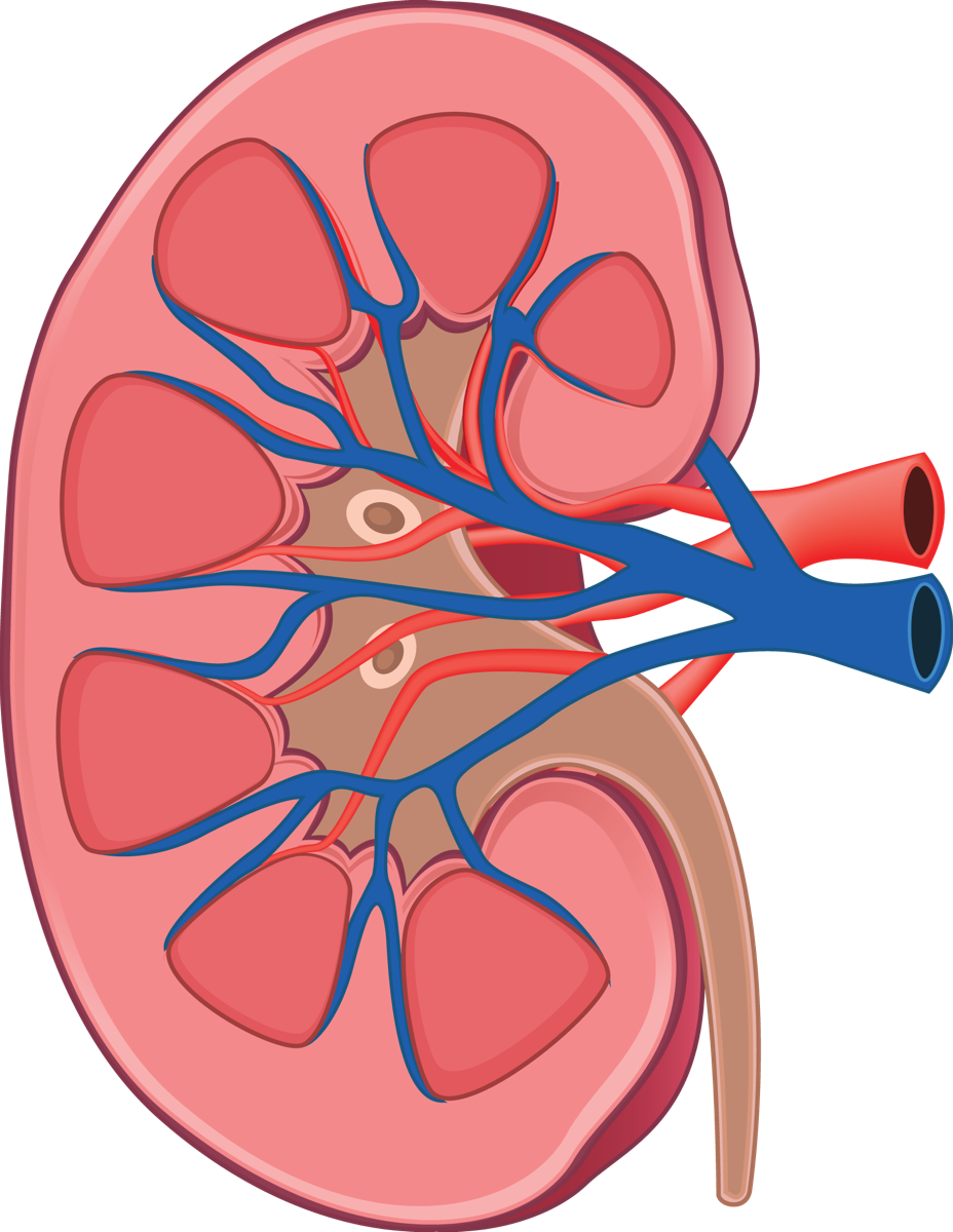 Human Kidney Anatomy Illustration