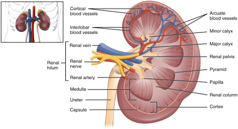 Human Kidney Anatomy Illustration