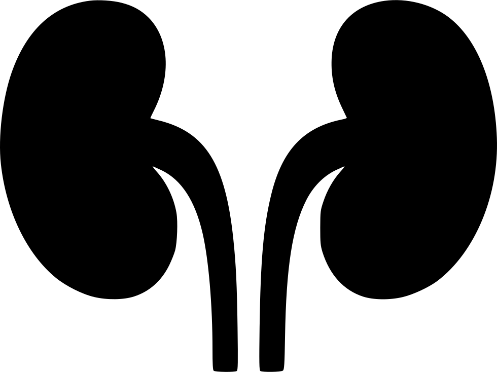 Human Kidney Silhouette Graphic