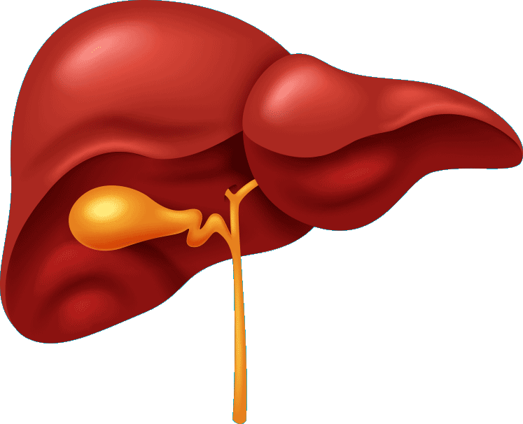 Human Liver Anatomy Illustration