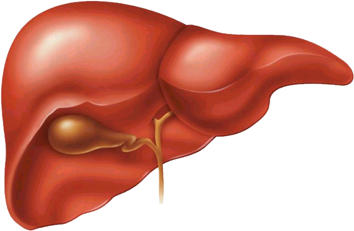 Human Liver Anatomy Illustration