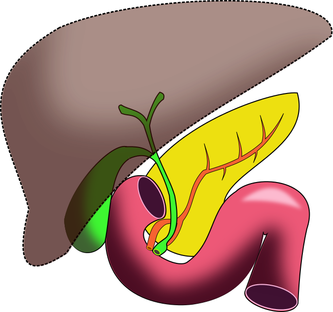 Human Liver Anatomy Illustration