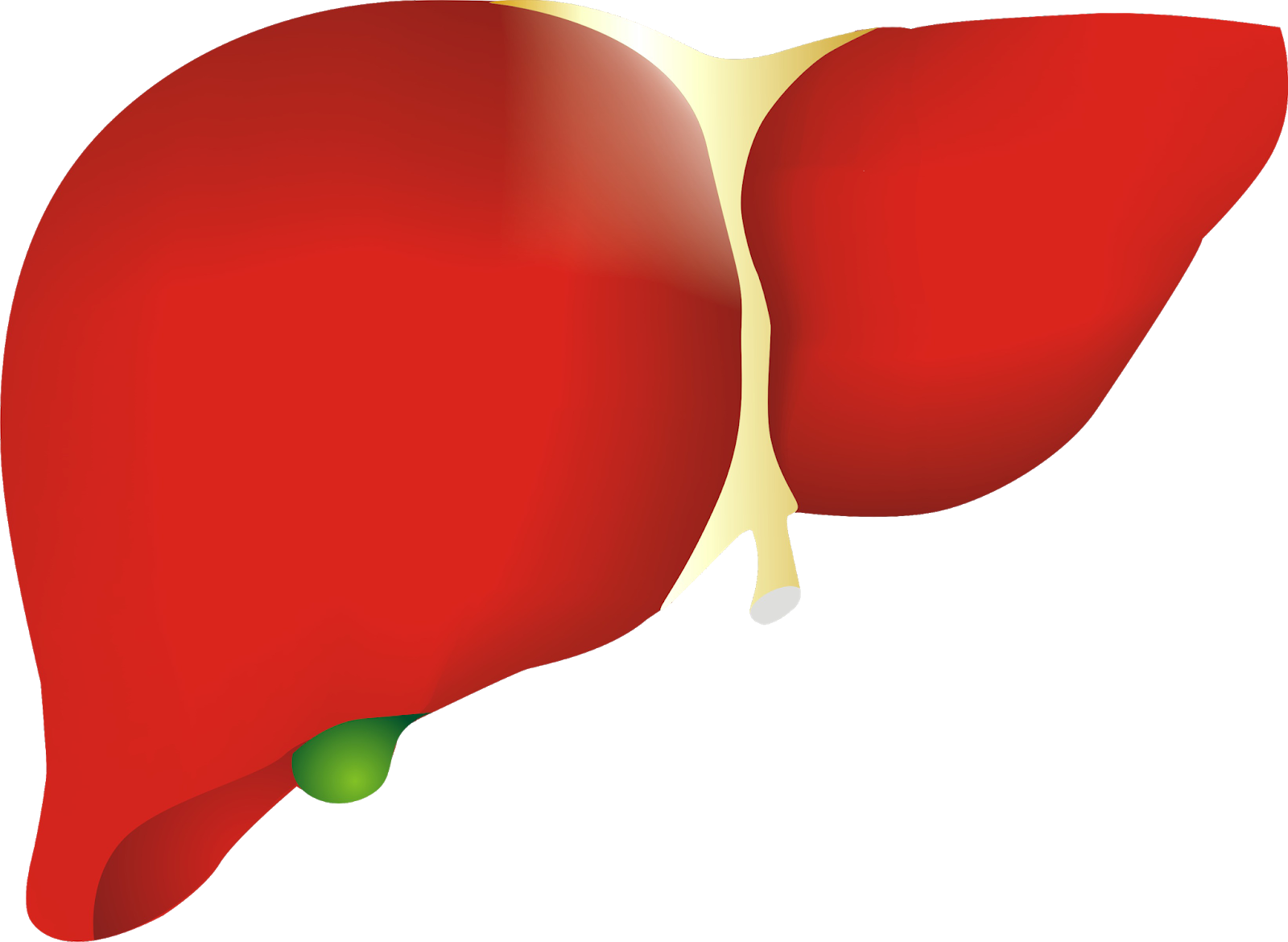 Human Liver Illustration.png