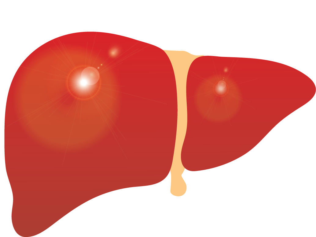 Human Liver Illustration.png