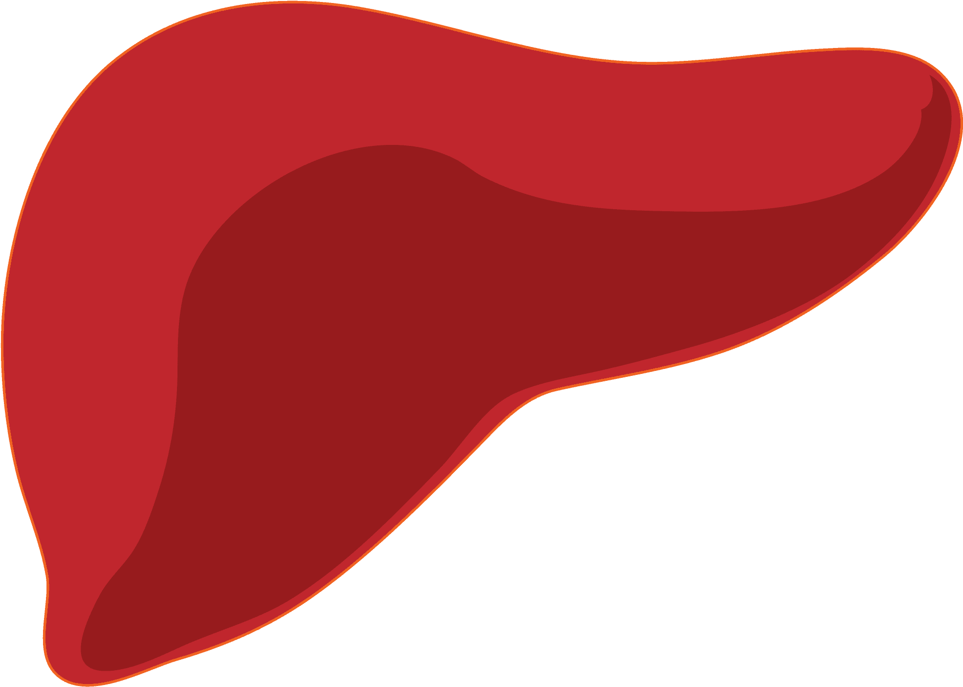 Human Liver Illustration.png