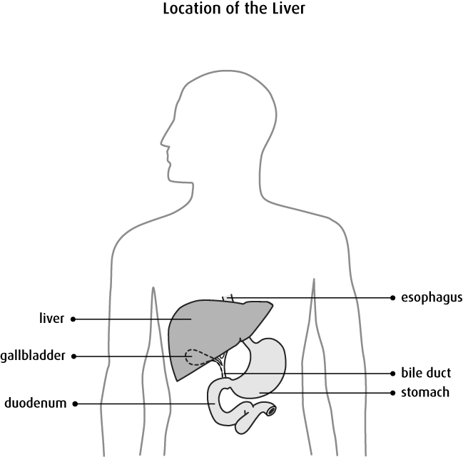 Human Liver Location Diagram