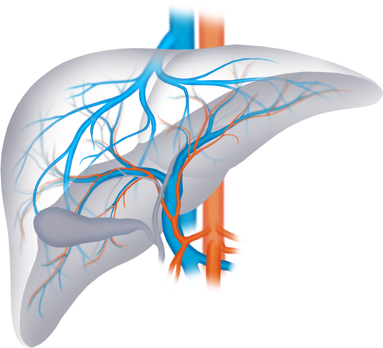 Human Liver Vascular Network