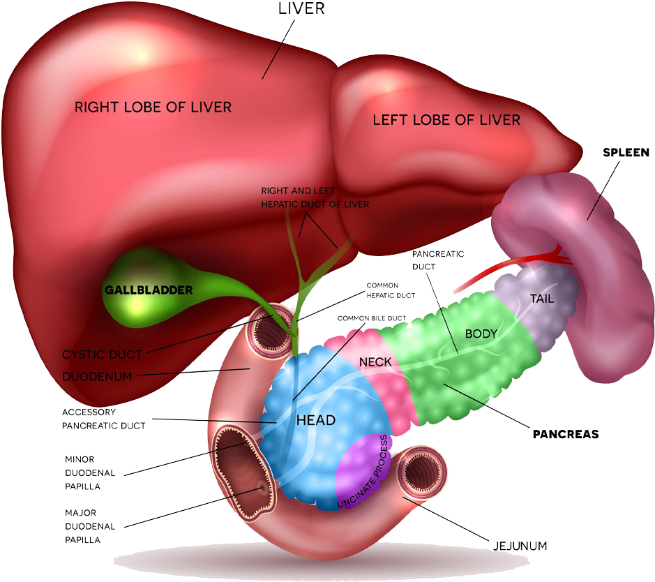 Human Liverand Pancreas Anatomy Illustration