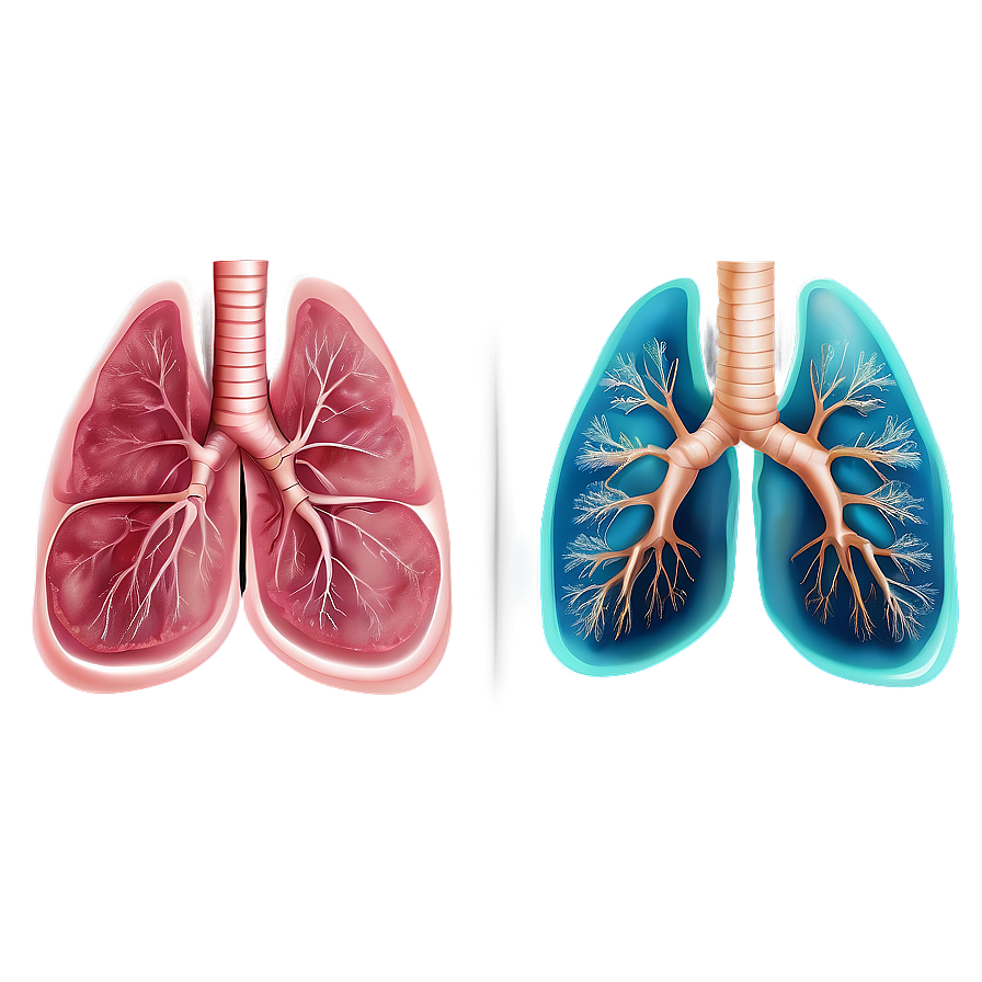 Human Lung Illustration Png 67