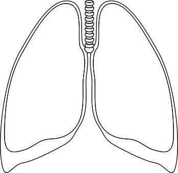 Human Lungs Diagram Outline