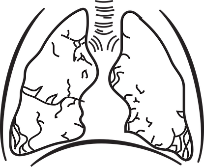 Human Lungs Illustration