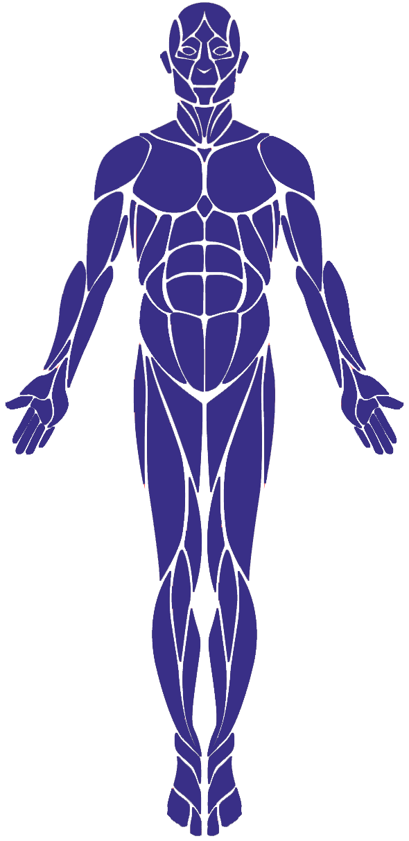 Human Muscular System Outline