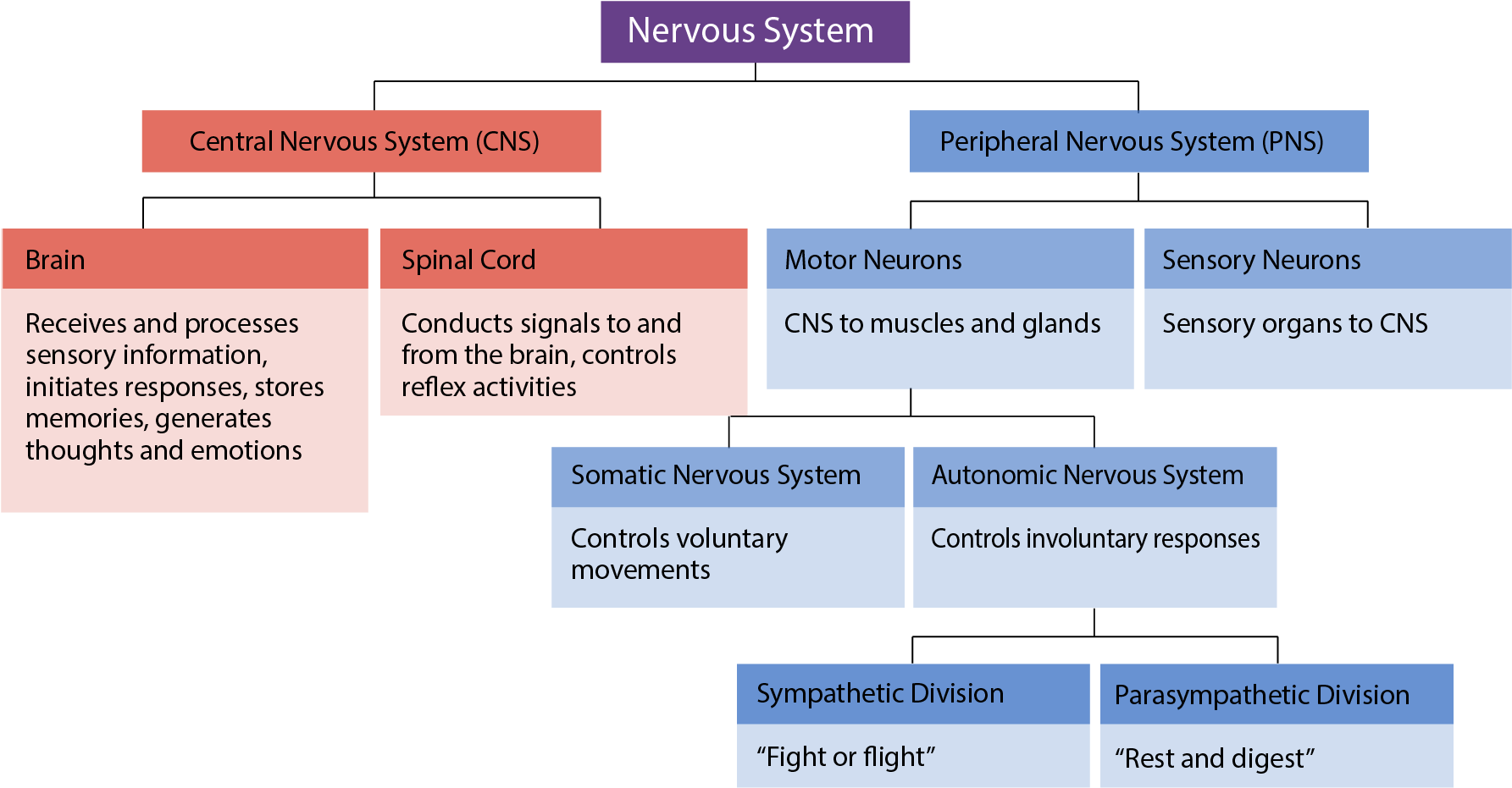 Human Nervous System Overview Chart