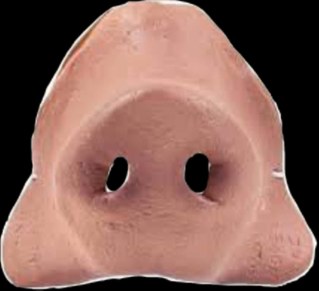 Human Nose Closeup